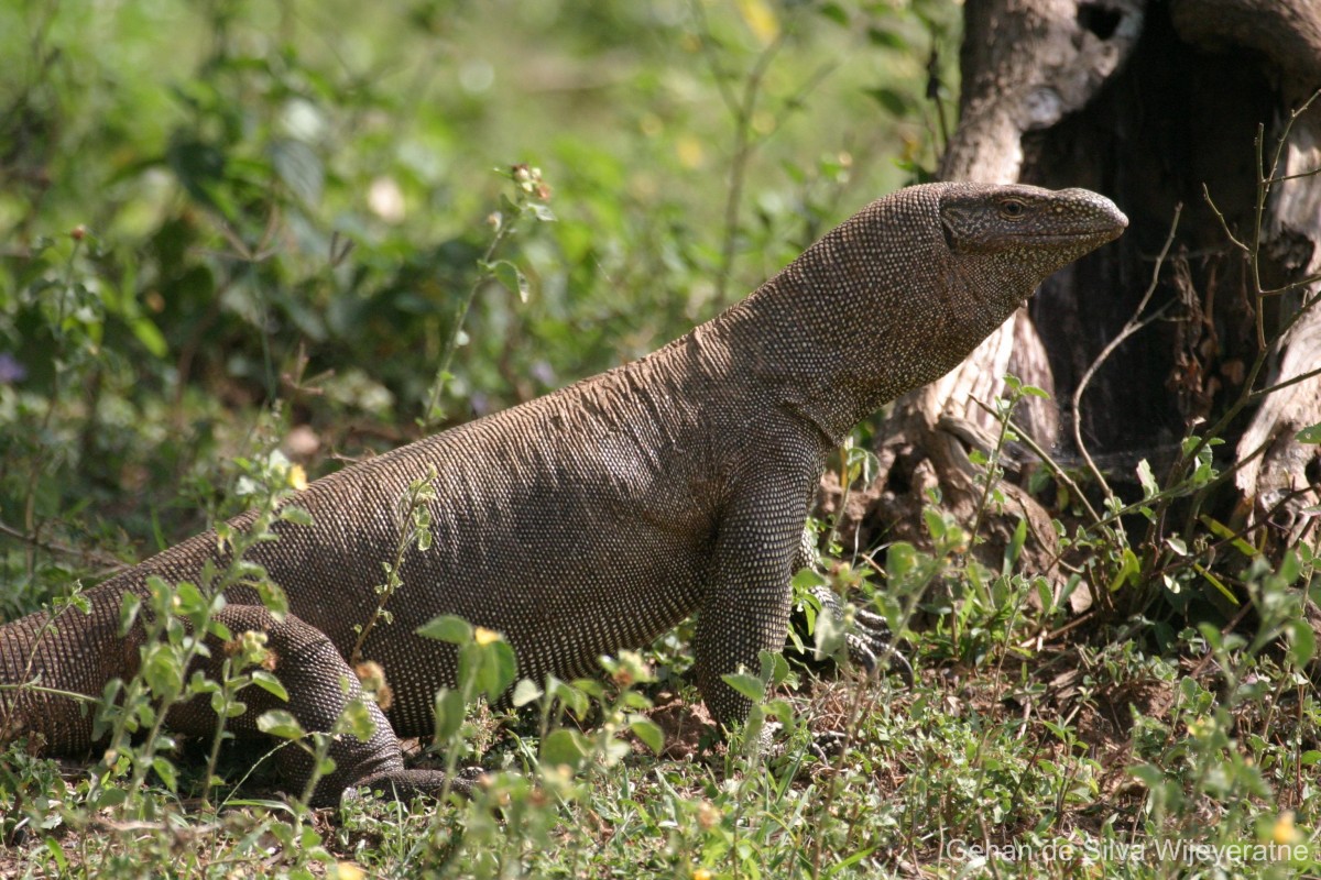 Varanus bengalensis Daudin, 1802